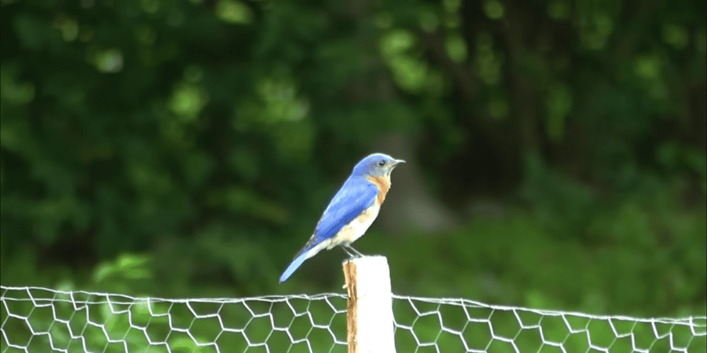 Bluebird in Sanskrit:नीलकंठः Neelkandah