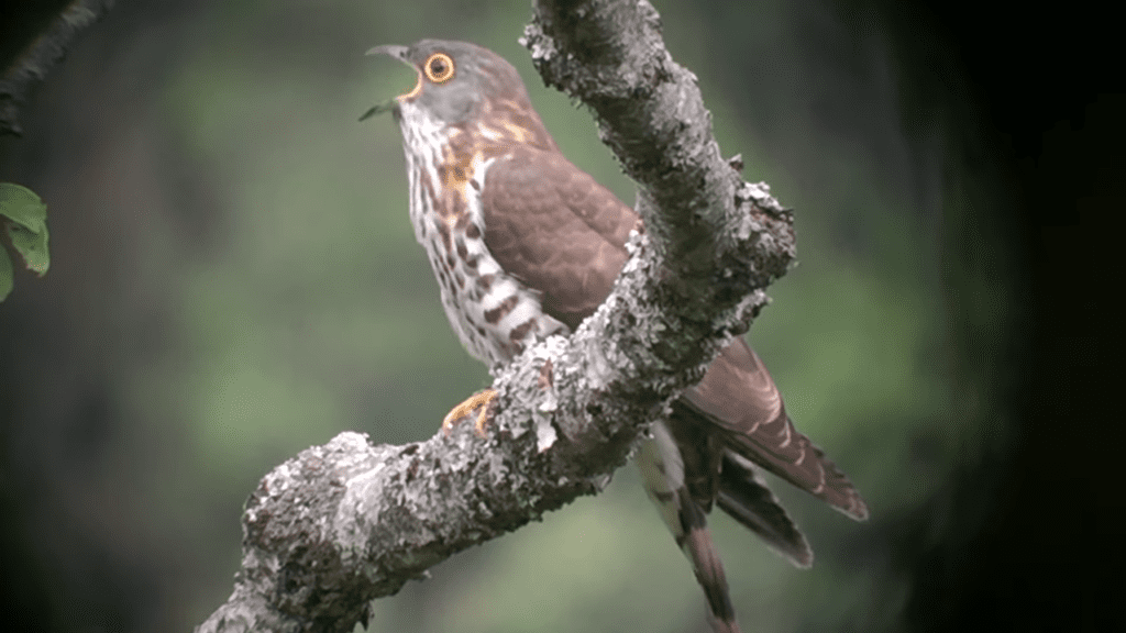 Hawk cuckoo in Sanskrit:चातकः Chaatakah