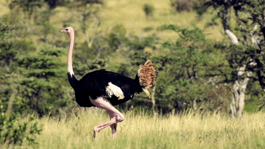 Ostrich in Sanskrit:उष्ट्रपक्षी Ustpakshi
