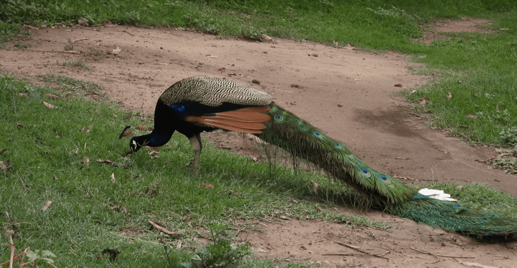 Peacock in Sanskrit मयूरः  Mayurah  Birds name in Sanskrit