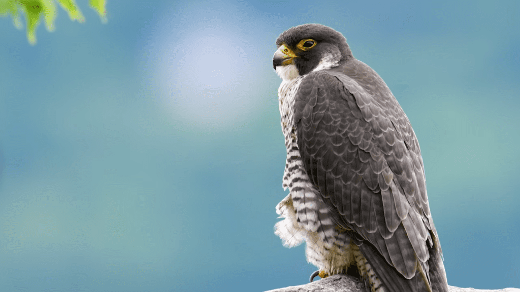 Falcon in Sanskrit Falcon:श्येनः Syeneh