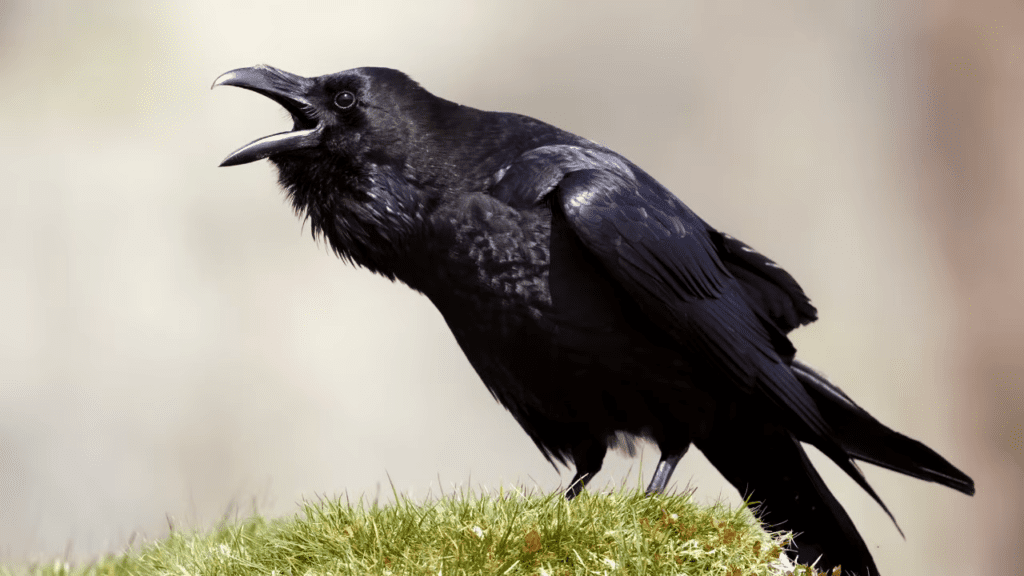 Crow in Sanskrit काकः Kakah Birds name in Sanskrit