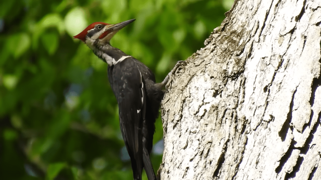 Woodpecker in Sanskrit:दार्वाघाटः Daarvaghatah