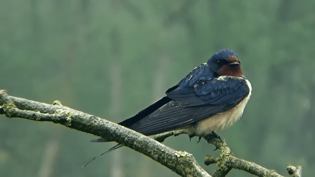 Swallow in Sanskrit:कृष्णचटका Krishanchatka