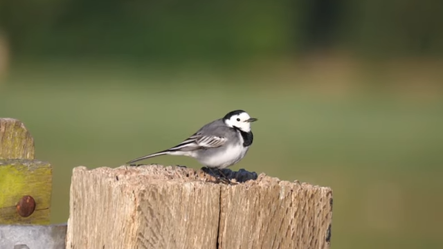 Wagtails  in Sanskrit:खञ्जनः