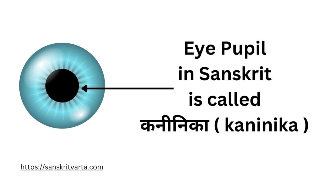 Eye Pupil in Sanskrit is called कनीनिका ( kaninika )