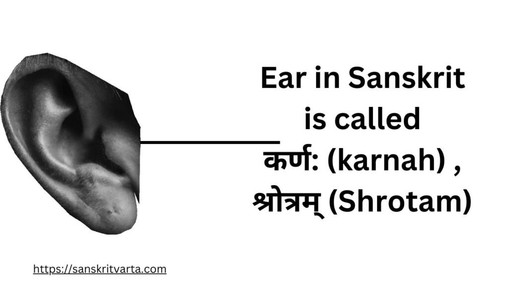 Ear in Sanskrit is called  कर्ण:  (karnah) , श्रोत्रम् (Shrotam)