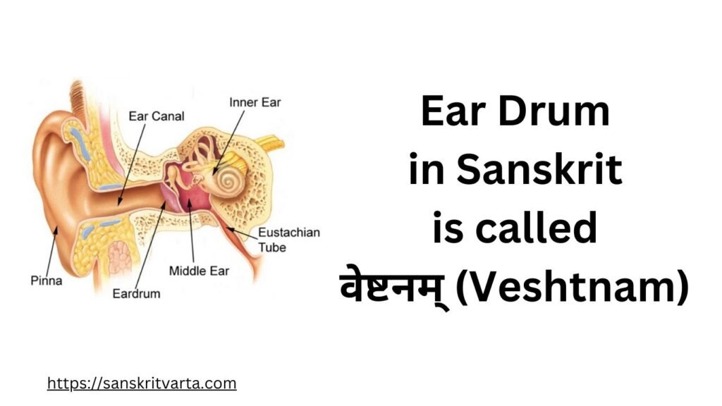 Ear Drum in Sanskrit is called वेष्टनम् (Veshtnam)