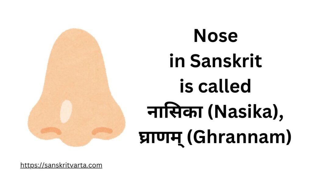 Nose in Sanskrit is called  नासिका  (Nasika), घ्राणम् (Ghrannam)