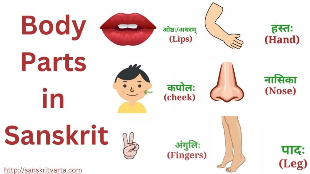 Body parts in Sanskrit