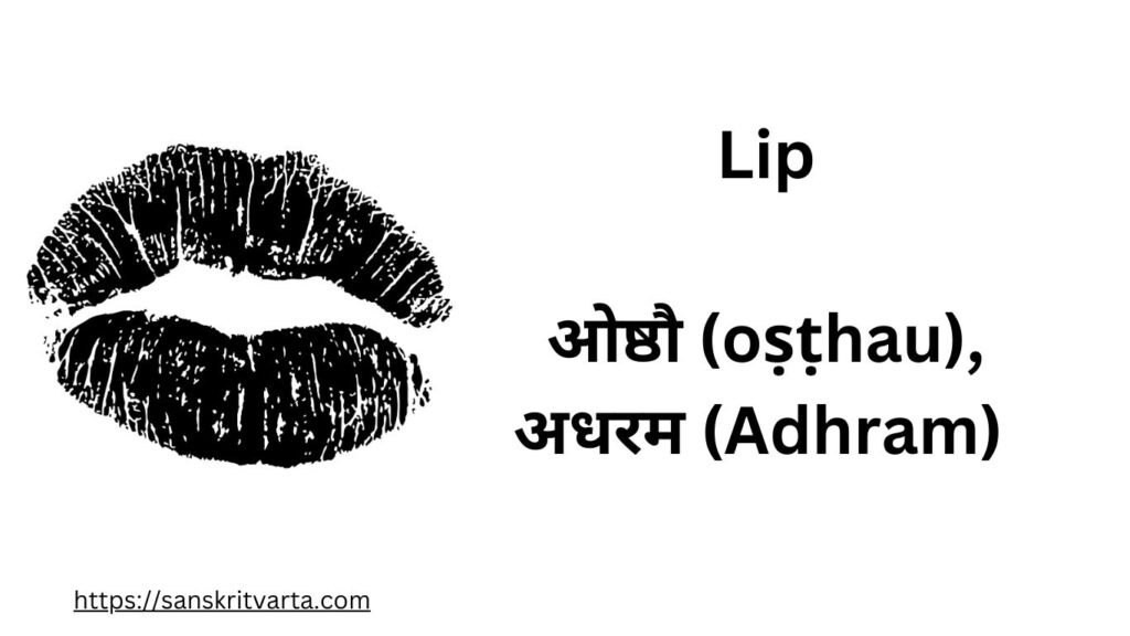  Lip in Sanskrit is called  ओष्ठौ (oṣṭhau),अधरम (Adhram)