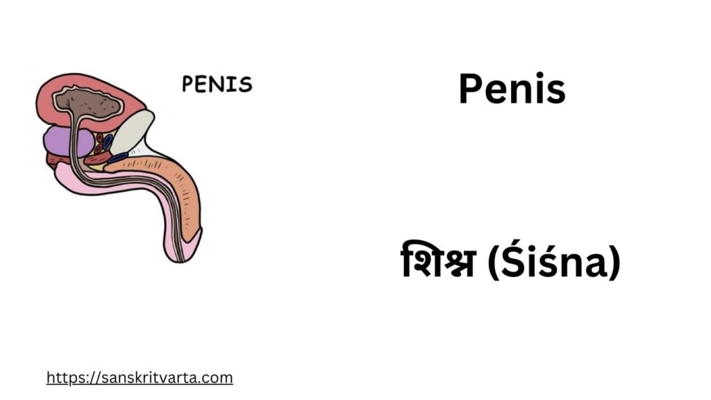 Penis in Sanskrit is called शिश्न  (Śiśna)