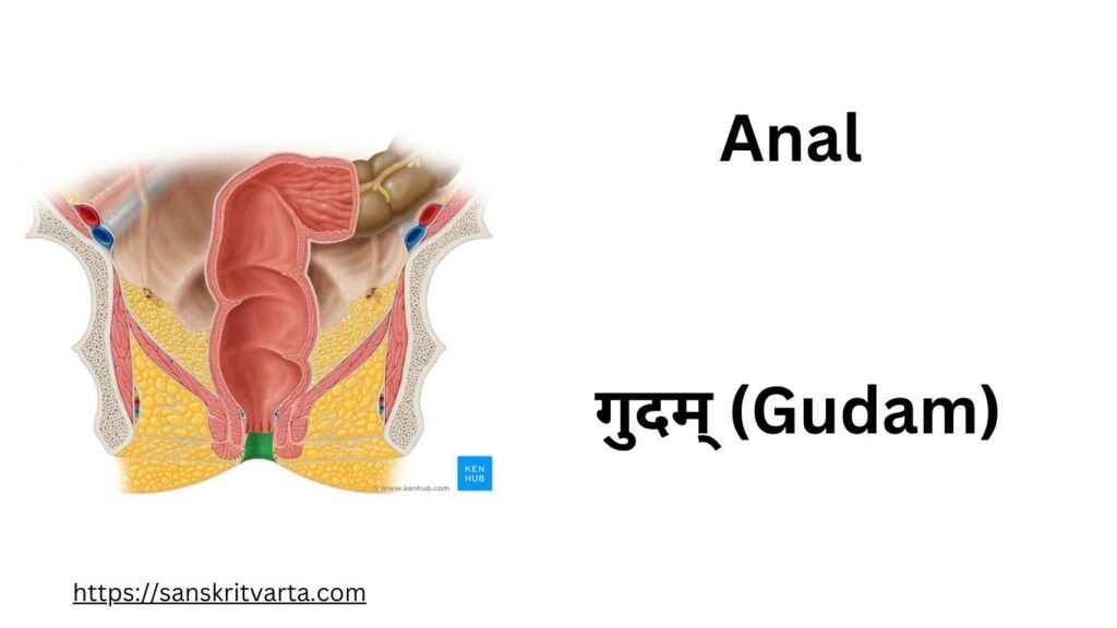 Anal in Sanskrit is called गुदम् (Gudam)