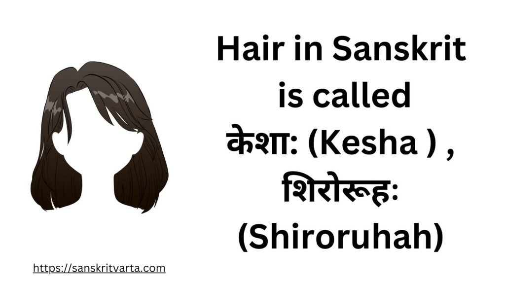Hair in Sanskrit is called  केशा:  (Kesha ) , शिरोरूहः (Shiroruhah)