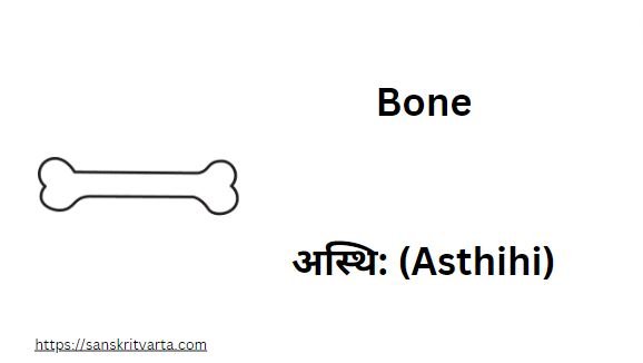  Bone in Sanskrit is called अस्थि: (Asthihi)