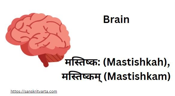 Brain in Sanskrit is called मस्तिष्क: (Mastishkah) ,मस्तिष्कम्  (Mastishkam)