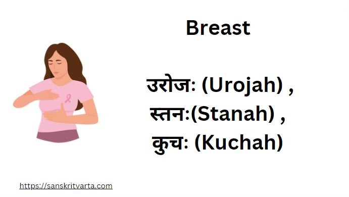 Breast in Sanskrit is called उरोजः  (Urojah) , स्तनः(Stanah) ,कुचः (Kuchah)