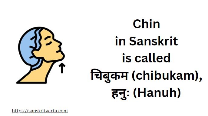 Chin in Sanskrit is called चिबुकम (chibukam) ,हनुः (Hanuh)