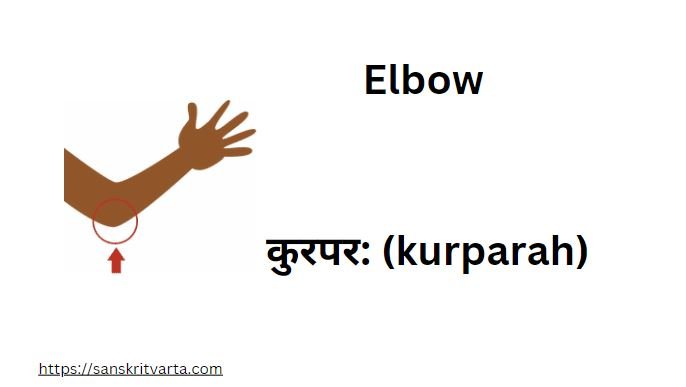 Elbow in Sanskrit is called कुरपर:  (kurparah)