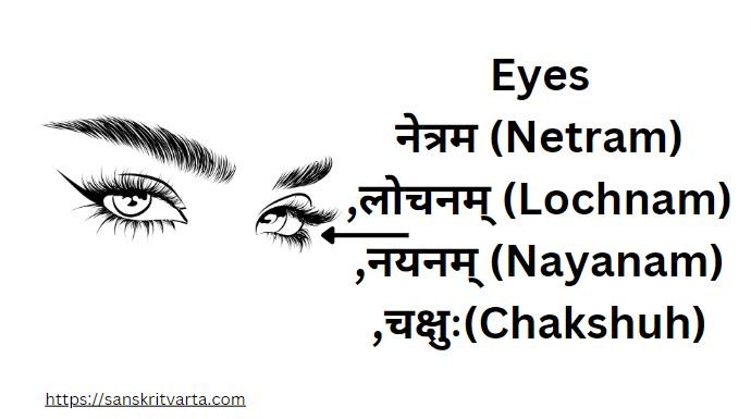 Eyes in Sanskrit are called नेत्रम (Netram) ,लोचनम् (Lochnam) ,नयनम् (Nayanam) ,चक्षुः(Chakshuh)