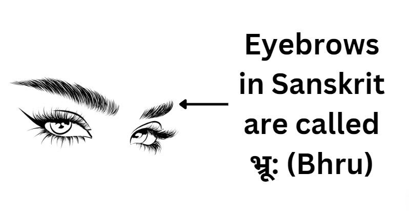 Eyebrows in Sanskrit are called  भ्रू: (Bhru)