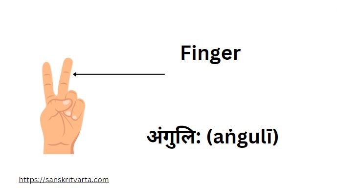 Finger in Sanskrit is called अंगुलि: (aṅgulī)