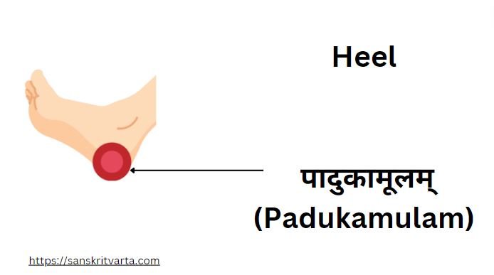Heel in Sanskrit is called पादुकामूलम् (Padukamulam)