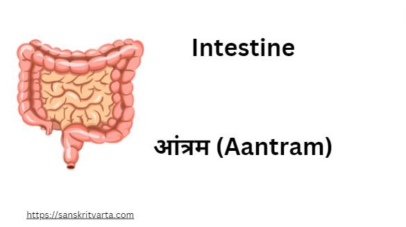  Intestine in Sanskrit is called आंत्रम (Aantram)