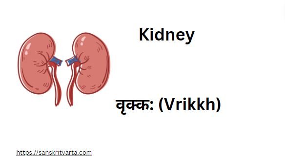 Kidney in Sanskrit is called  वृक्क: (Vrikkh)