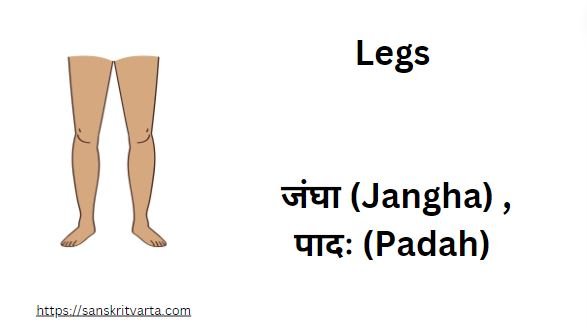 Legs in Sanskrit are called जंघा  (Jangha) ,पादः (Padah)