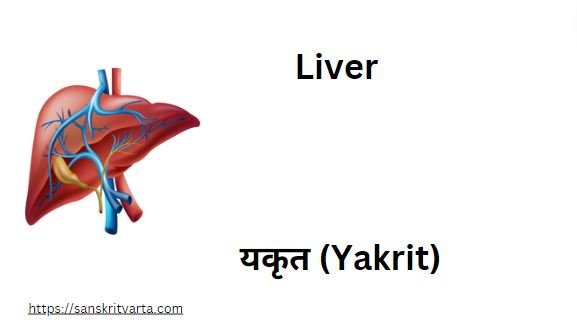 Liver in Sanskrit is called यकृत (Yakrit)