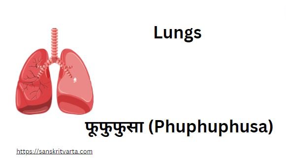 Lungs in Sanskrit  is called फूफुफुसा (Phuphuphusa)