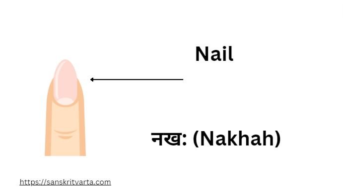 Nail in Sanskrit  नख: (Nakhah)