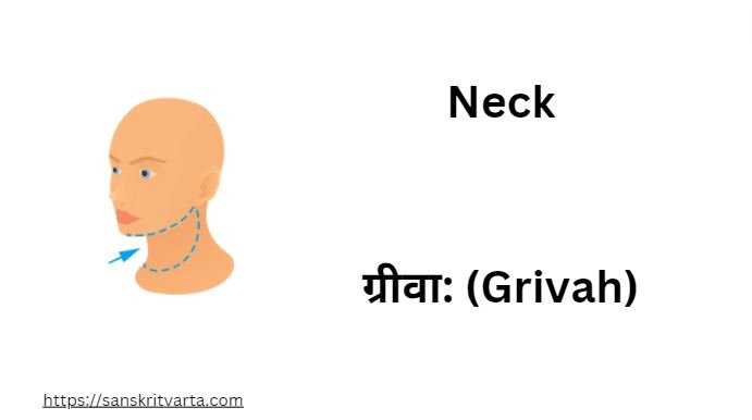 Neck in Sanskrit is called ग्रीवा: (Grivah)