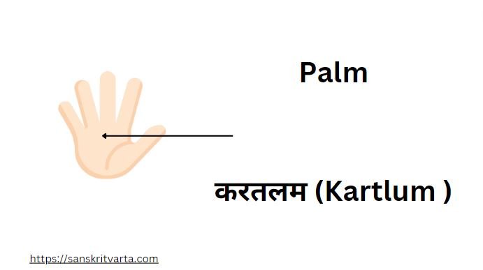 Palm in Sanskrit is called करतलम (Kartlum )