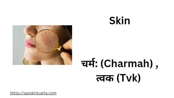 Skin in Sanskrit is called  चर्म: (Charmah) ,त्वक (Tvk)