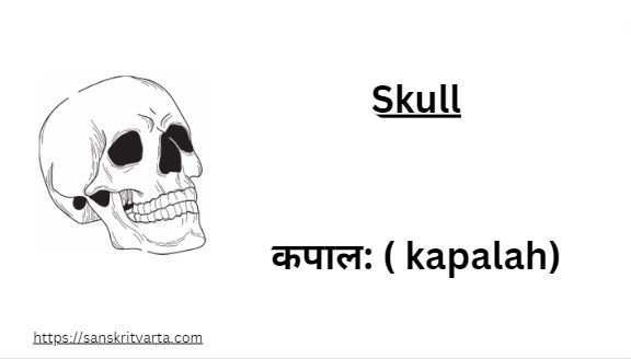 Skull in Sanskrit is called कपाल: ( kapalah)