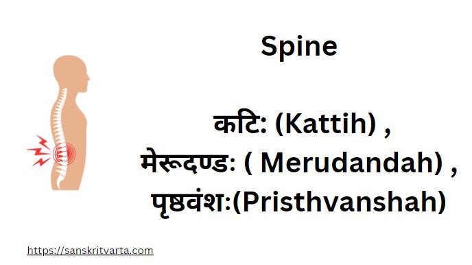 Spine in Sanskrit is called   कटि: (Kattih) ,मेरूदण्डः ( Merudandah) ,  पृष्ठवंशः(Pristhvanshah) 