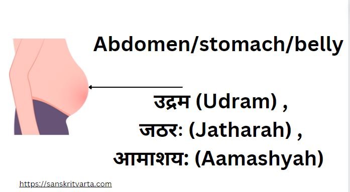 Abdomen/stomach/belly in Sanskrit is called उद्रम (Udram) , जठरः (Jatharah) ,आमाशय: (Aamashyah)