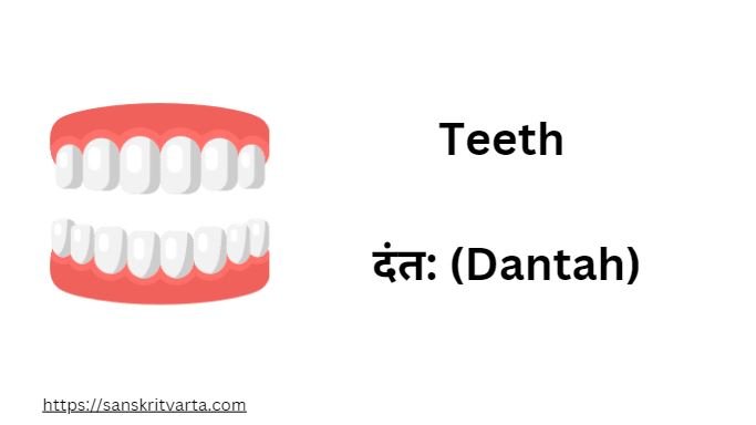 Teeth in Sanskrit are called दंत: (Dantah)