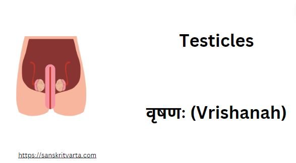 Testicles in Sanskrit are called वृषणः (Vrishanah)
