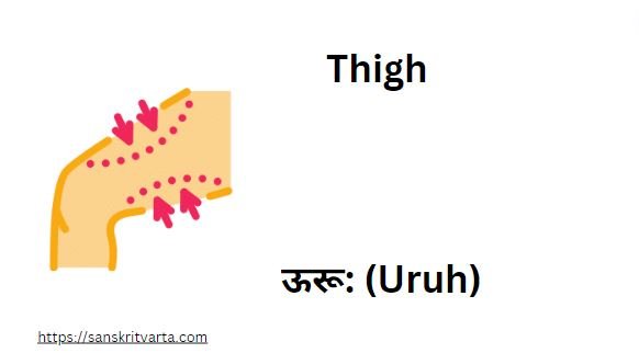 Thigh in Sanskrit is called ऊरू: (Uruh)
