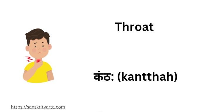 Throat in Sanskrit is called कंठ: (kantthah)