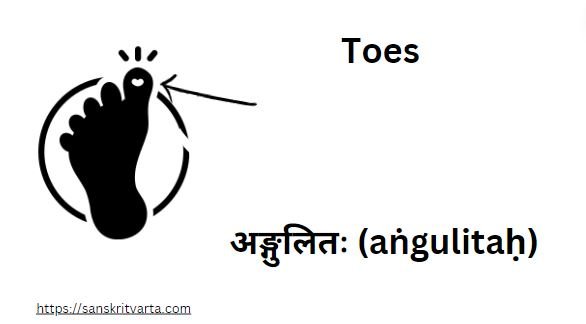 Toes in Sanskrit are called अङ्गुलितः (aṅgulitaḥ)