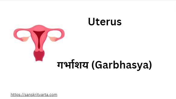 Uterus in Sanskrit is called  गर्भाशय (Garbhasya)