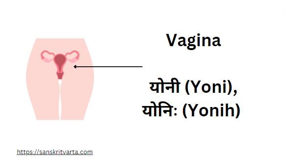 Vagina in Sanskrit is called योनी (Yoni),योनिः (Yonih)
