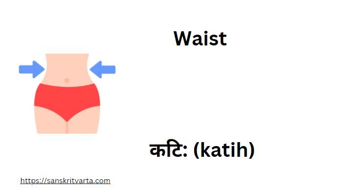 Waist in Sanskrit is called कटि: (katih)